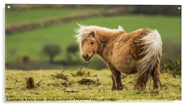 Wind swept Shetland Pony Acrylic by Barry Smith