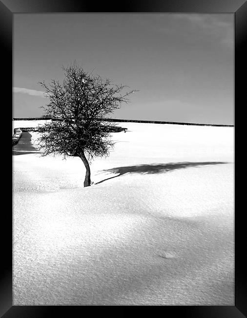 Little Tree in the virgin snow Framed Print by David (Dai) Meacham