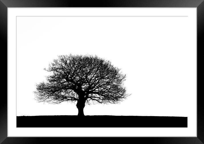 Oak tree Silhouette Framed Mounted Print by Ros Crosland