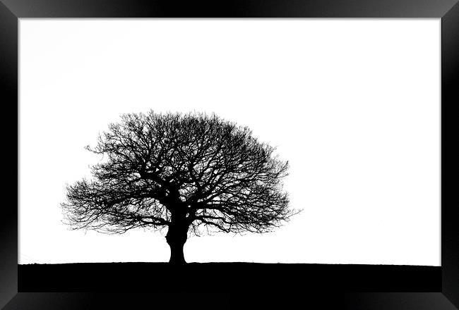 Oak tree Silhouette Framed Print by Ros Crosland