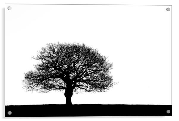 Oak tree Silhouette Acrylic by Ros Crosland