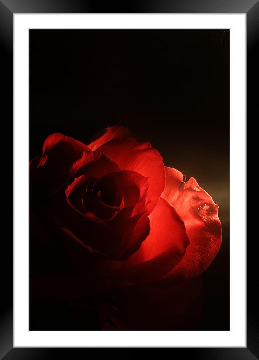 Soft Red Rose Framed Mounted Print by Doug McRae