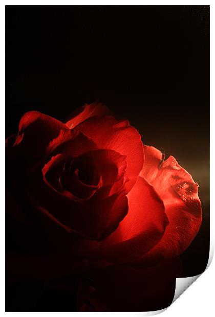Soft Red Rose Print by Doug McRae