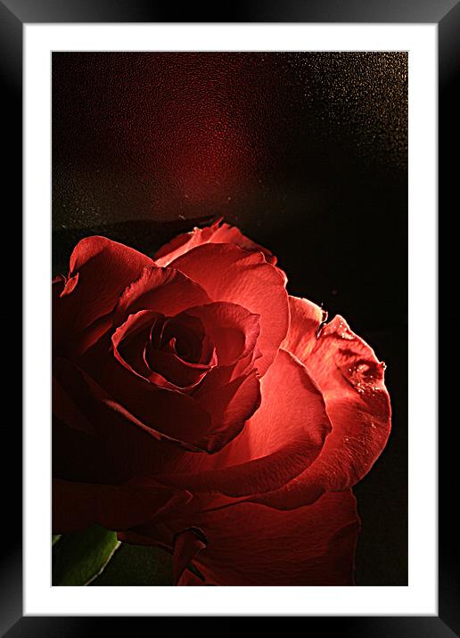 Red Rose Framed Mounted Print by Doug McRae