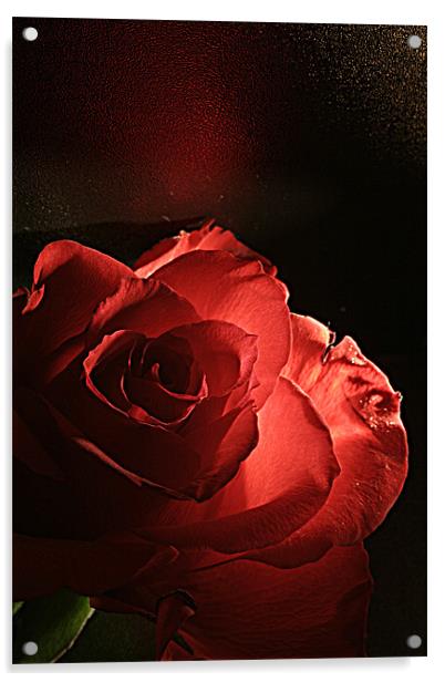 Red Rose Acrylic by Doug McRae