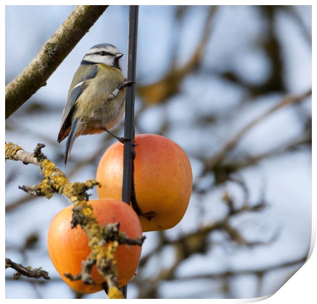 Blue tit Print by Jonathan Thirkell