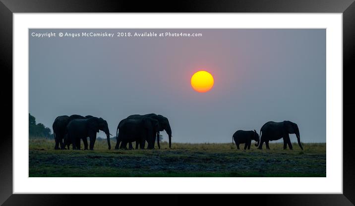 Elephants at sunset Framed Mounted Print by Angus McComiskey