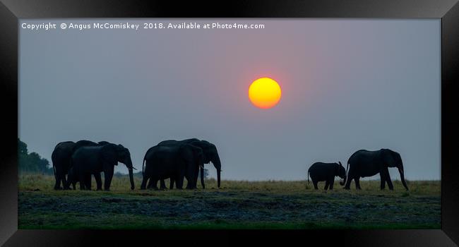 Elephants at sunset Framed Print by Angus McComiskey
