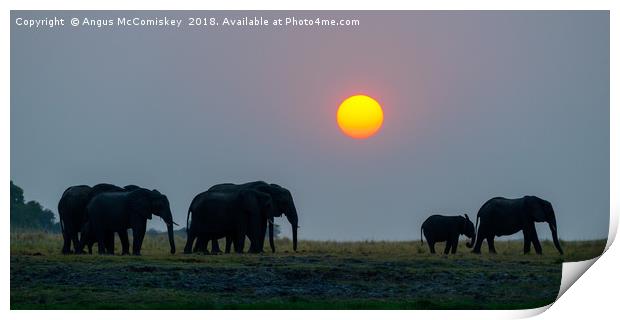 Elephants at sunset Print by Angus McComiskey
