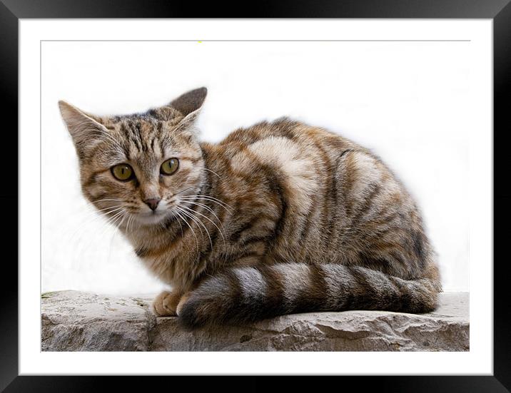 Little Cat With a Turned Out Ear Framed Mounted Print by Jacqi Elmslie