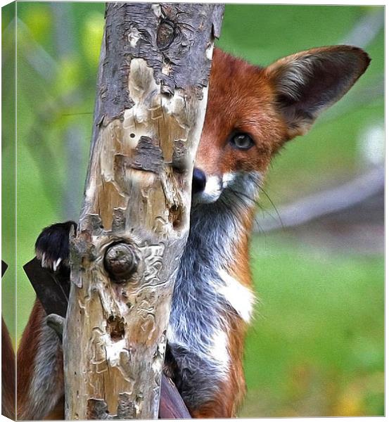 Fox Hide & Seek Canvas Print by Trevor Coates