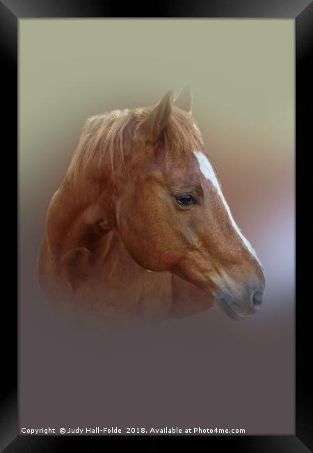 Portrait of a Horse Framed Print by Judy Hall-Folde
