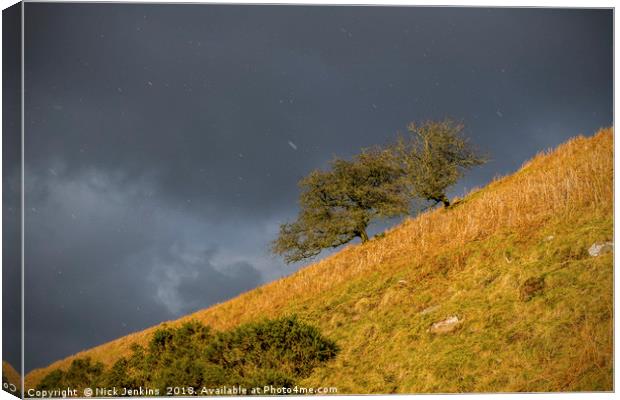 Hawthorn Trees and Falling Snow Brecon Beacons Canvas Print by Nick Jenkins