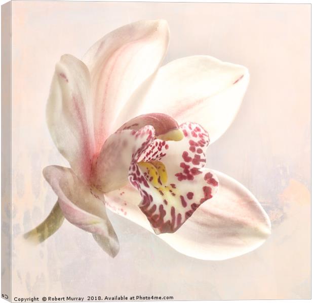 Cymbidium Orchid Canvas Print by Robert Murray