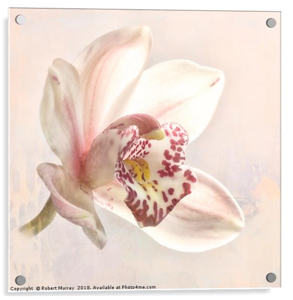 Cymbidium Orchid Acrylic by Robert Murray