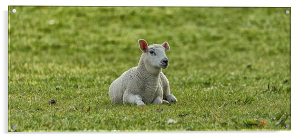 Sheep Acrylic by David Morton