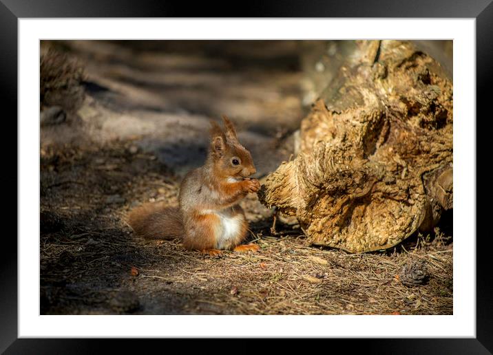 Red squirrel Framed Mounted Print by David Morton