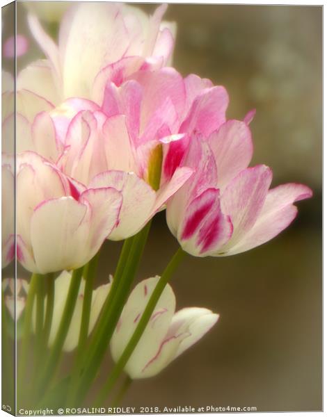 "Soft Tulips" Canvas Print by ROS RIDLEY