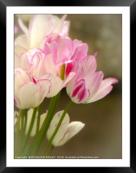 "Soft Tulips" Framed Mounted Print by ROS RIDLEY