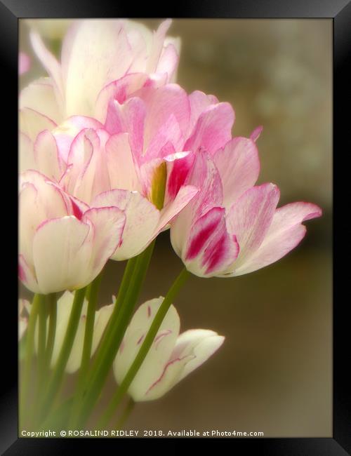 "Soft Tulips" Framed Print by ROS RIDLEY