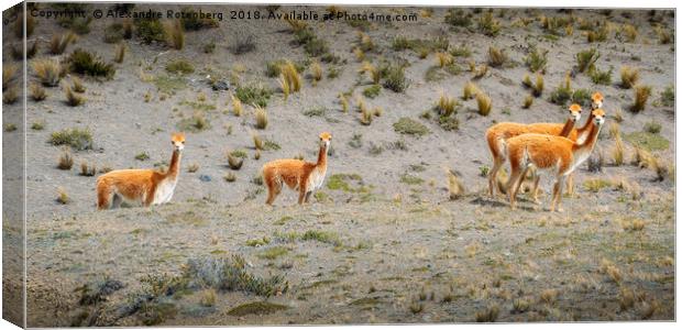 Andean Llamas Canvas Print by Alexandre Rotenberg