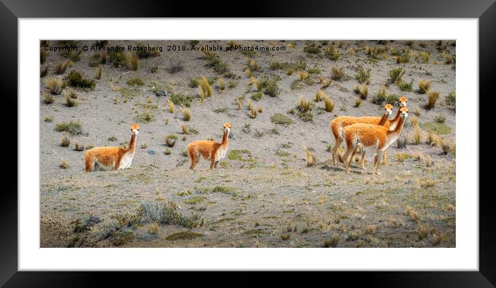 Andean Llamas Framed Mounted Print by Alexandre Rotenberg