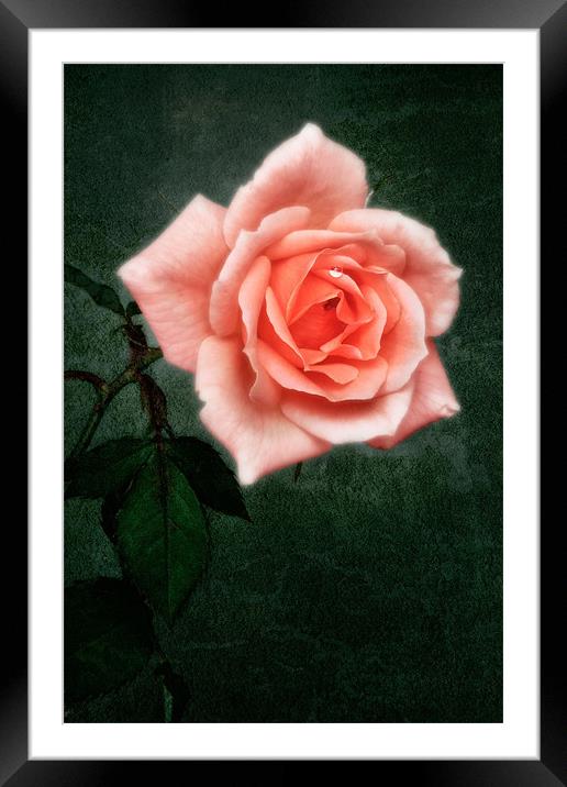 Hybrid Tea Rose variety Congratulations Framed Mounted Print by John Edwards