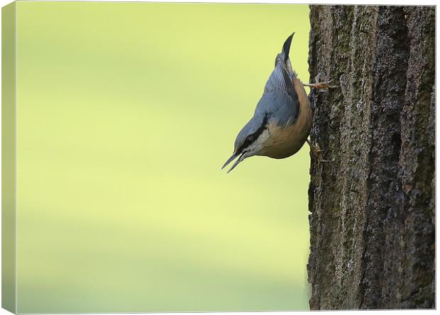 Nuthatch Canvas Print by Trevor Coates
