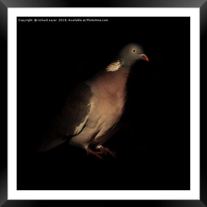 Woodpigeon Portrait Framed Mounted Print by richard sayer