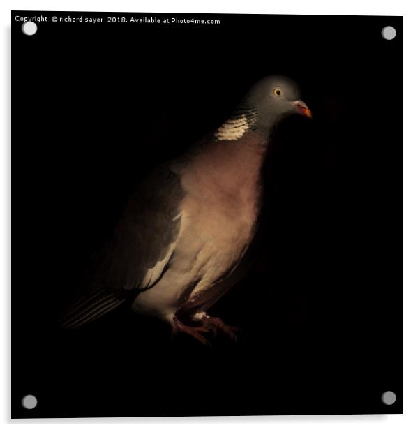 Woodpigeon Portrait Acrylic by richard sayer