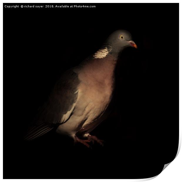 Woodpigeon Portrait Print by richard sayer