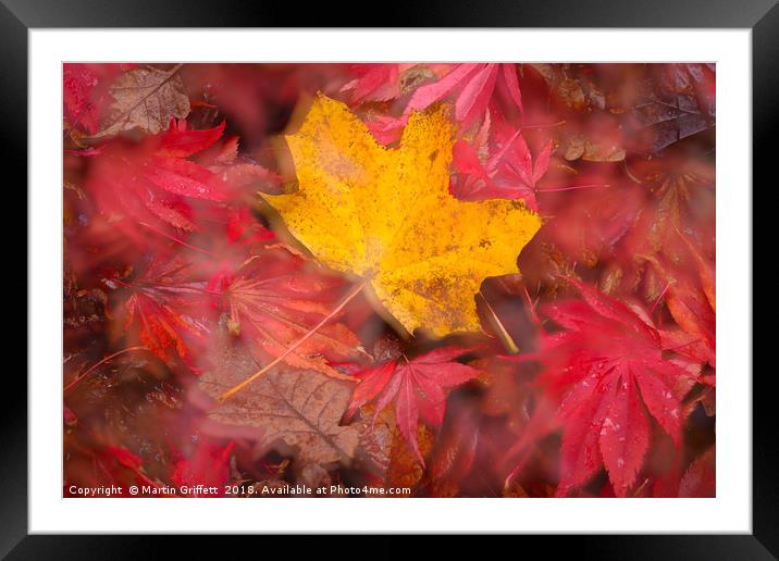 Autumn Colours Framed Mounted Print by Martin Griffett