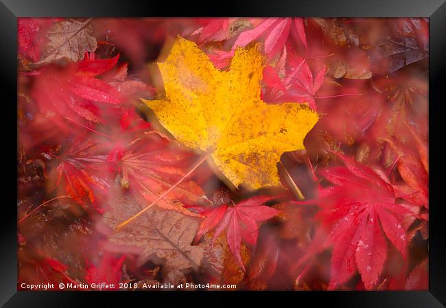 Autumn Colours Framed Print by Martin Griffett