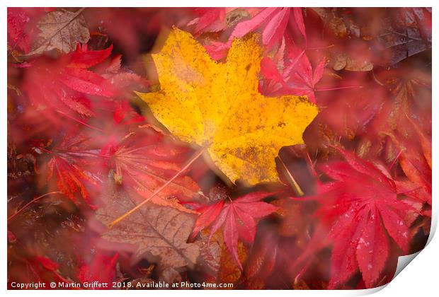 Autumn Colours Print by Martin Griffett
