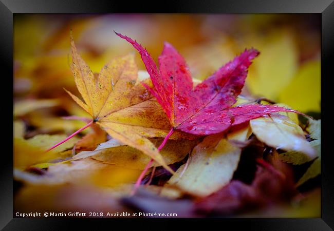 Autumn Colours Framed Print by Martin Griffett