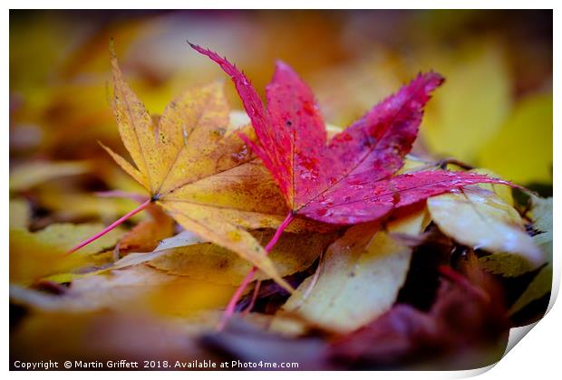 Autumn Colours Print by Martin Griffett