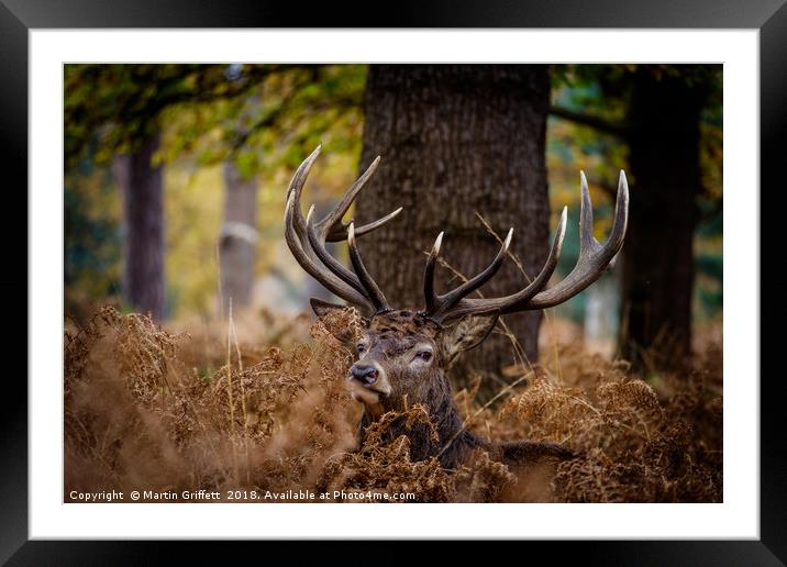 Autumn Stag Framed Mounted Print by Martin Griffett
