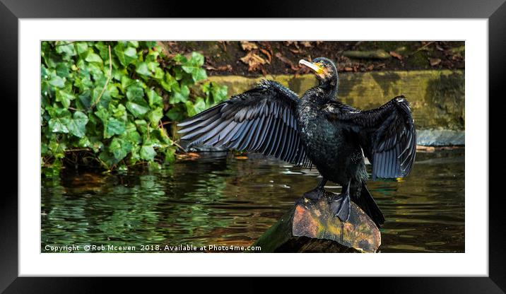 Cormorant Framed Mounted Print by Rob Mcewen