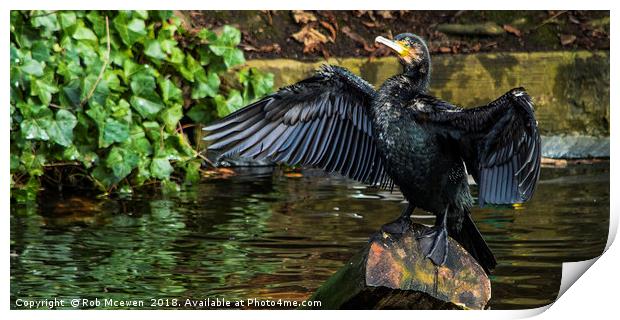 Cormorant Print by Rob Mcewen