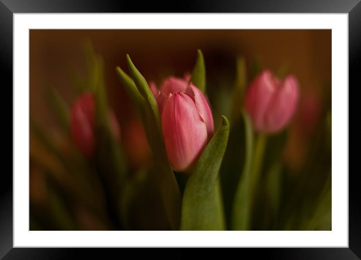 Pretty in Pink - Tulips Framed Mounted Print by Dawn O'Connor