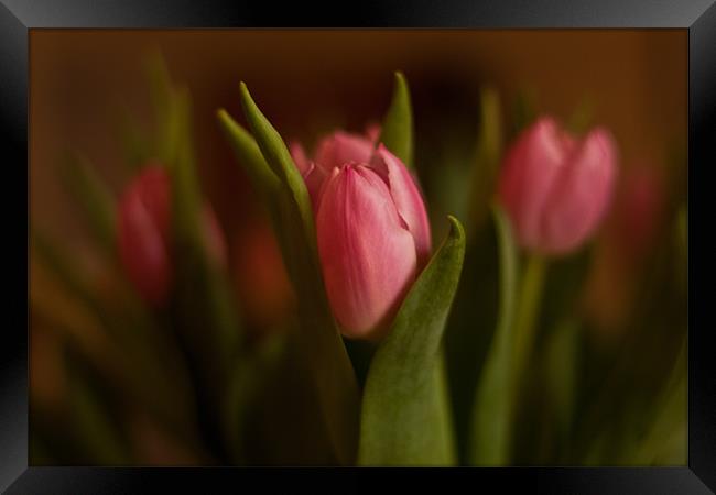 Pretty in Pink - Tulips Framed Print by Dawn O'Connor