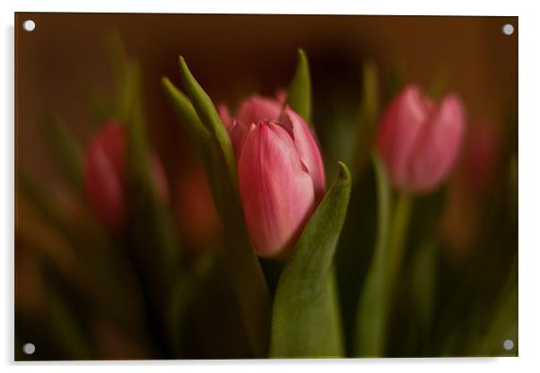 Pretty in Pink - Tulips Acrylic by Dawn O'Connor