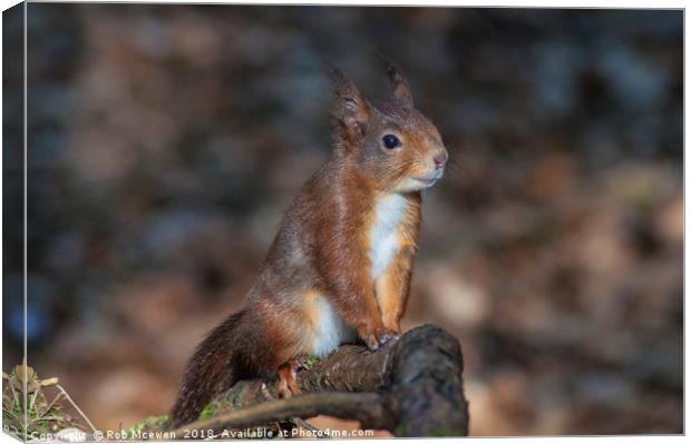 Red Squirrel Canvas Print by Rob Mcewen