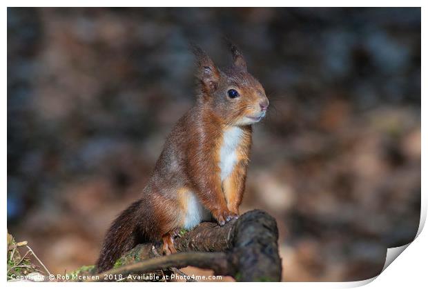 Red Squirrel Print by Rob Mcewen