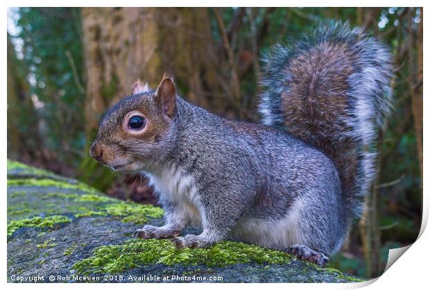 Grey Squirrel Print by Rob Mcewen