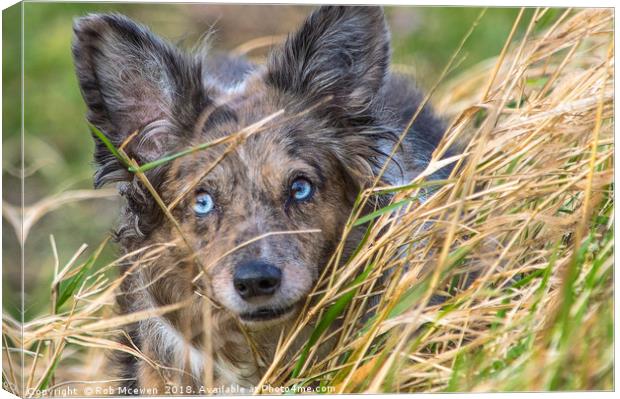 A collie on field studies Canvas Print by Rob Mcewen