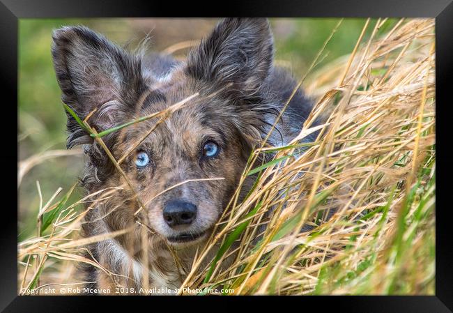 A collie on field studies Framed Print by Rob Mcewen