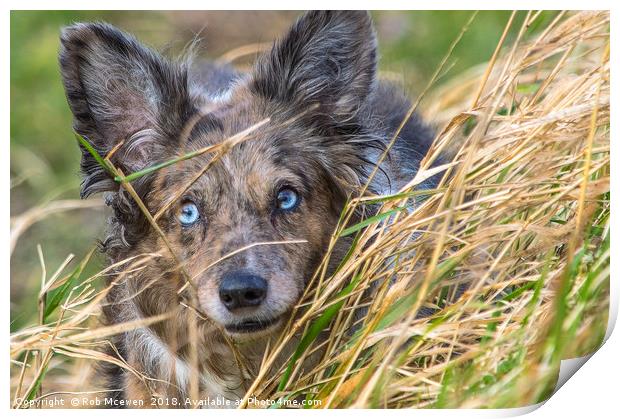 A collie on field studies Print by Rob Mcewen
