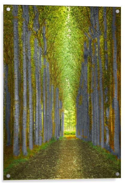 Birch Trees  Acrylic by Irene Burdell