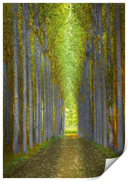 Birch Trees  Print by Irene Burdell